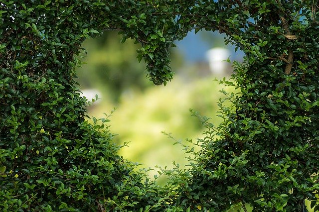 Vertrockneter Garten? Hier sind die Wege zur Wiederbelebung Ihres toten Gartens