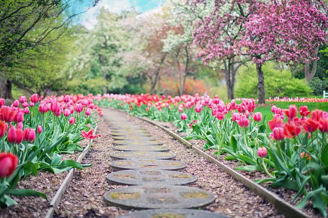 Pflanzen, die jeder Garten haben sollte