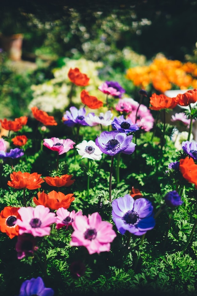 Wie du dir diesen Sommer einen schönen Europäischen Garten zauberst